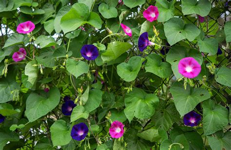 Morning glory vine. Things To Know About Morning glory vine. 